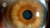 Eye drops made from pig semen deliver cancer treatment to mice