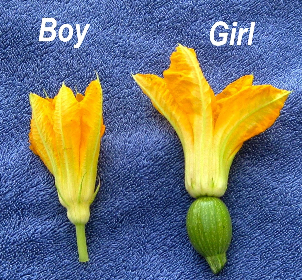 Image of male and female flowers, as an analogy of female and male periods